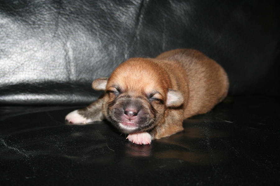 Puppies
